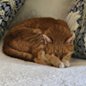 Meet your Posher, Amy hawkins